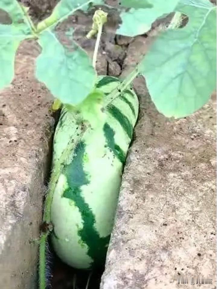 这瓜还能吃吗？