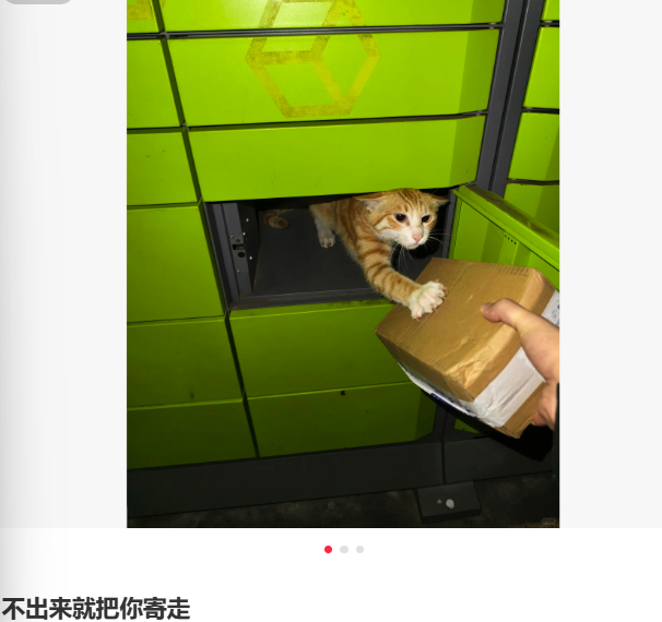 小猫其实是快递员！！猫咪