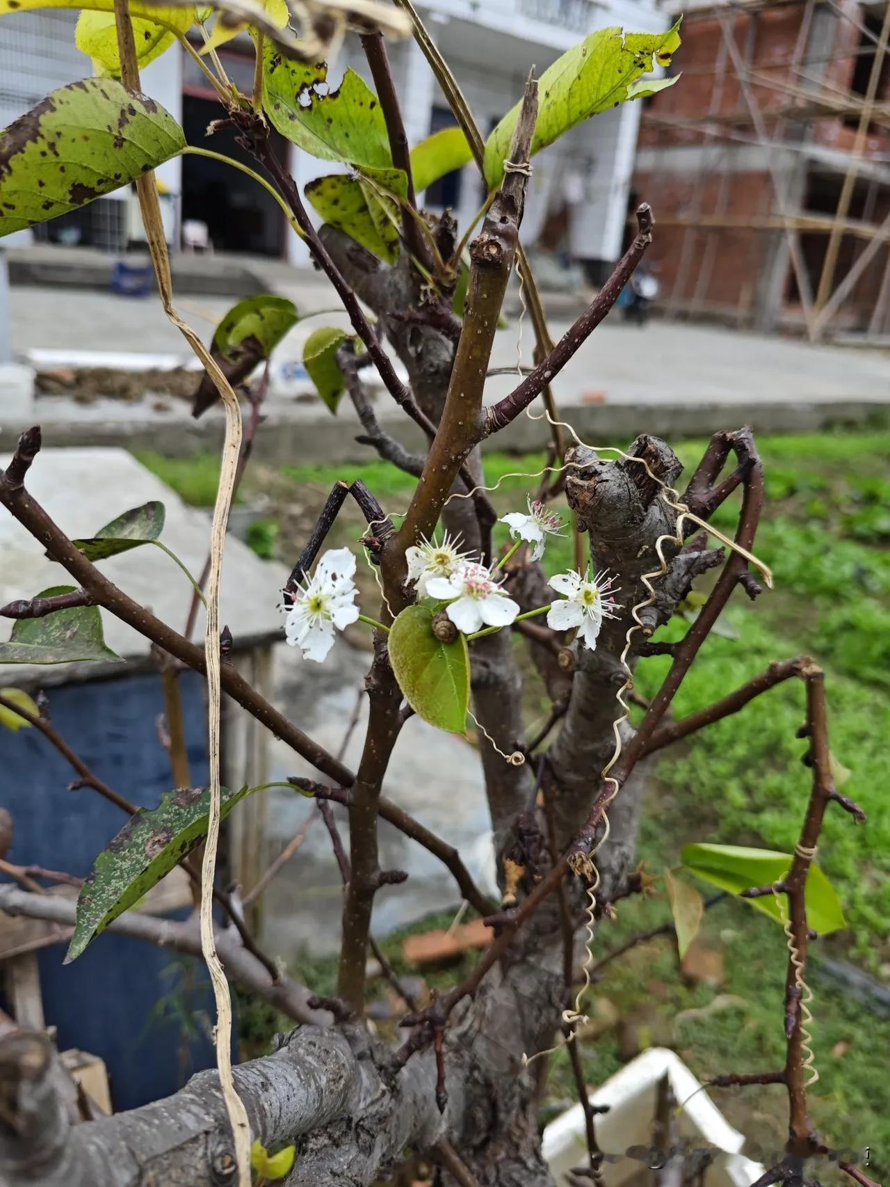 上海的十月居然梨花开了，今年的梨花和桂花同一时间开放#上海桂花打卡地# ，你家小