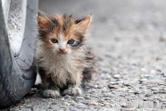 那些蓄意殴打、烫烙、活埋猫的人，心肠着实歹毒。

今天他们敢如此对待小动物，很难