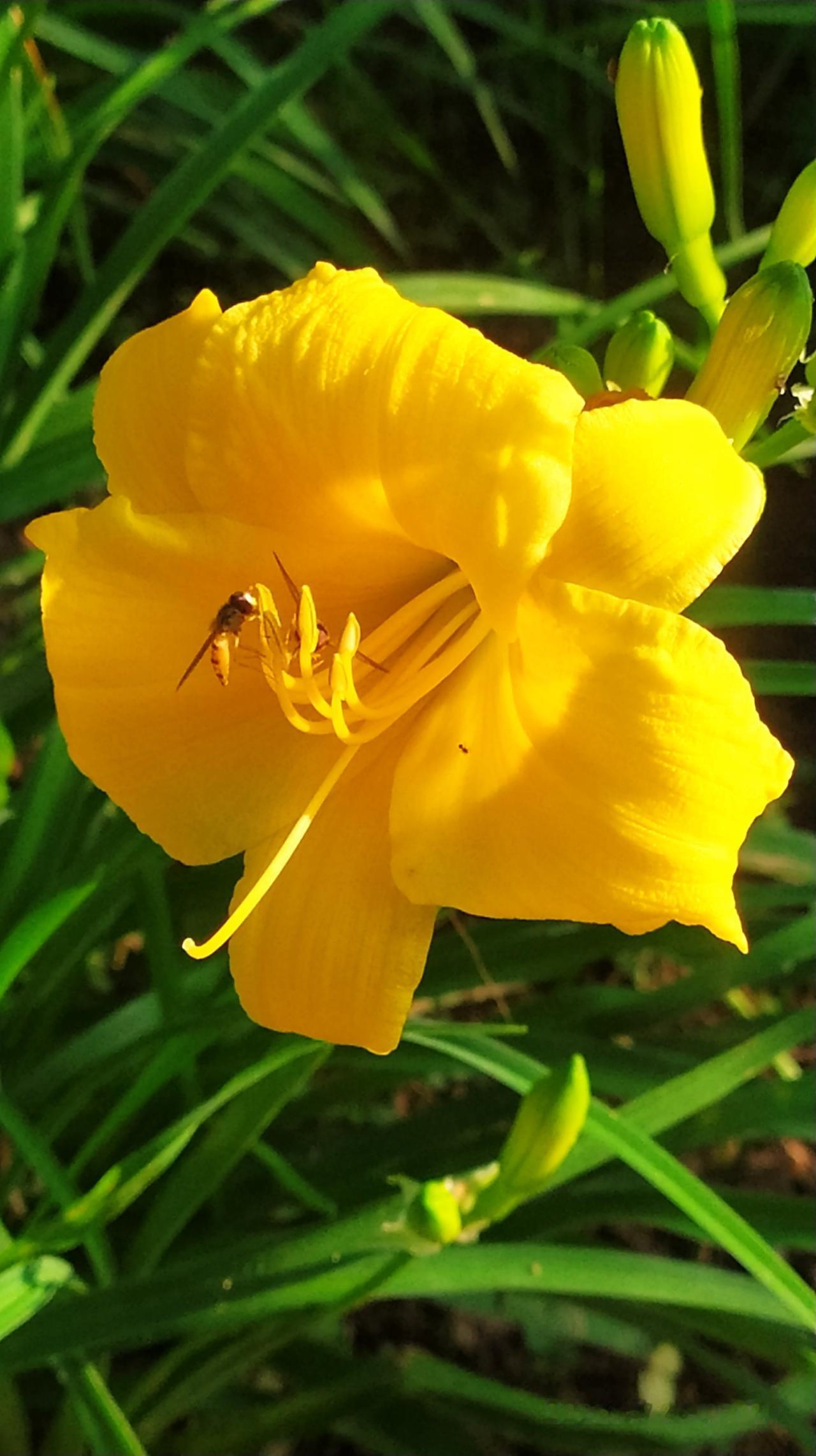 对联飞花令 萱草
出句：蜂蹭花边轰不走（雪浪）