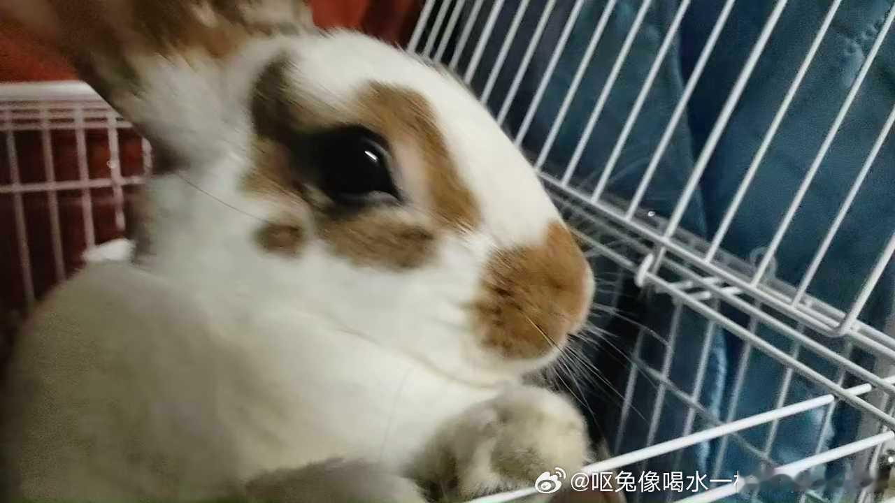 14046🐇【萌】兔揣手手等待零食投喂中 