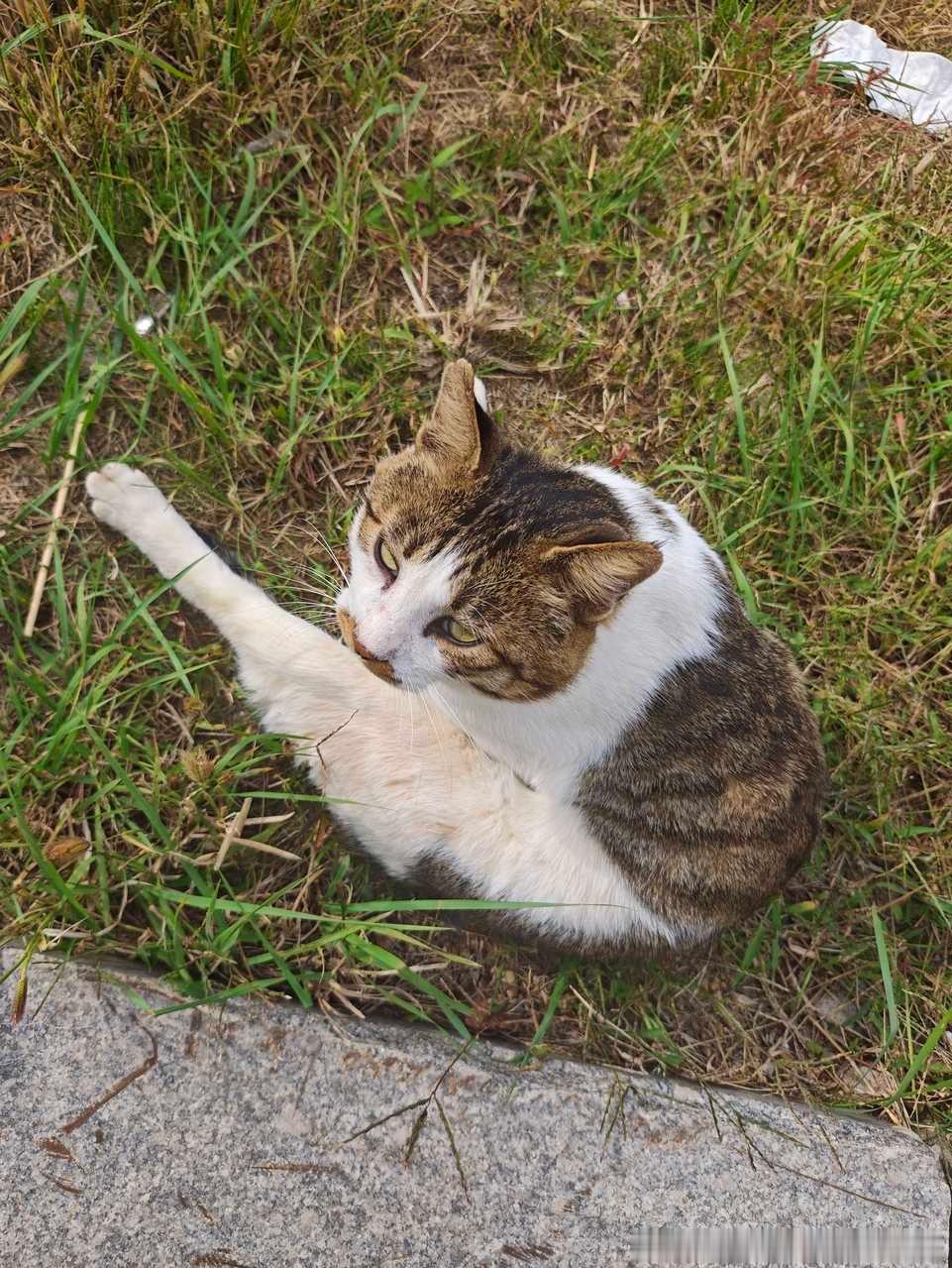 50261【丑猫】邪恶手枪腿 