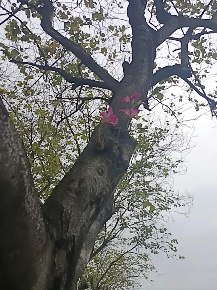 你敢相信吗？这就是紫荆花
在树干上面也可以开花那种
真的非常漂亮。