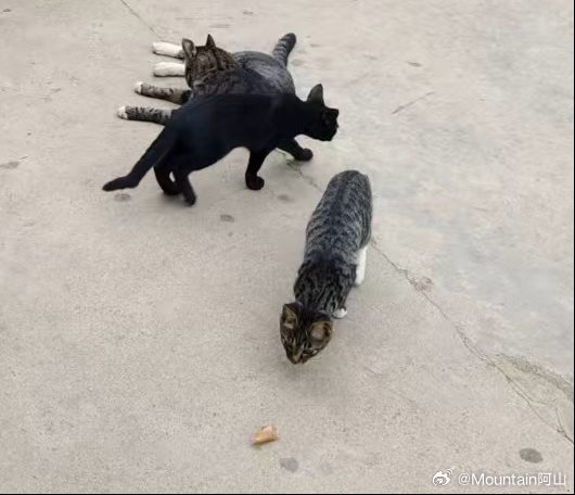 小天使给我拍了小猫的照片我说怎么那么像咱们办公室后院那些小猫啊他说巧合吧 小猫都
