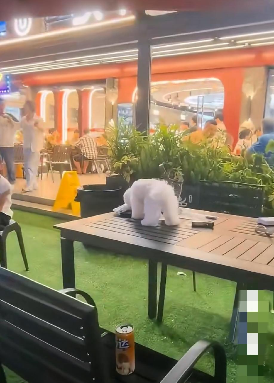 广东东莞，一烤肉店内，一宠物狗堂而皇之爬上餐桌，享用着狗主人给它准备的“美食”，