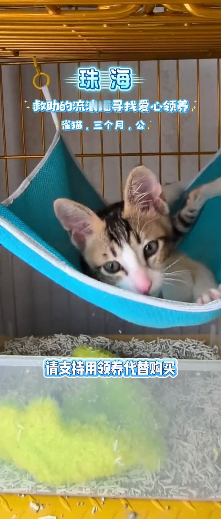 珠海救助的流浪猫寻找爱心领养雀猫，三个月，公请支持用领养代替购买。