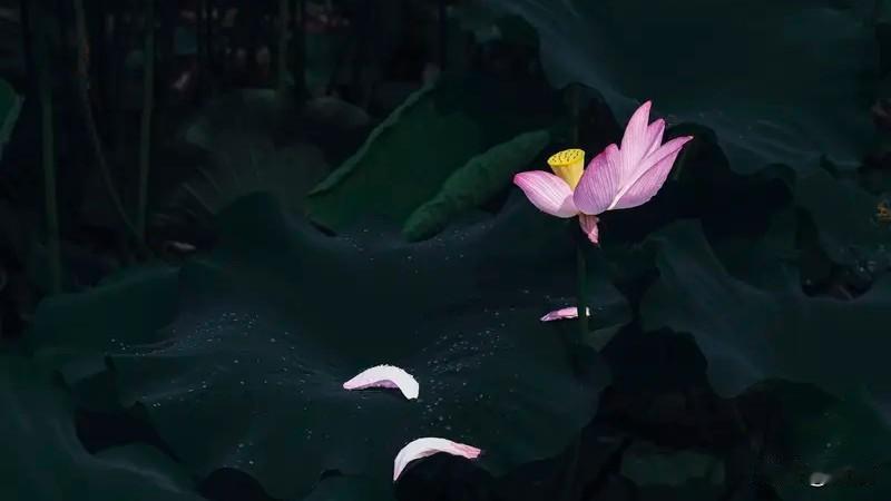 今年夏天和往年比，还真没以前热。就像现在小暑时节，本应酷热难耐，可这天气却还算温