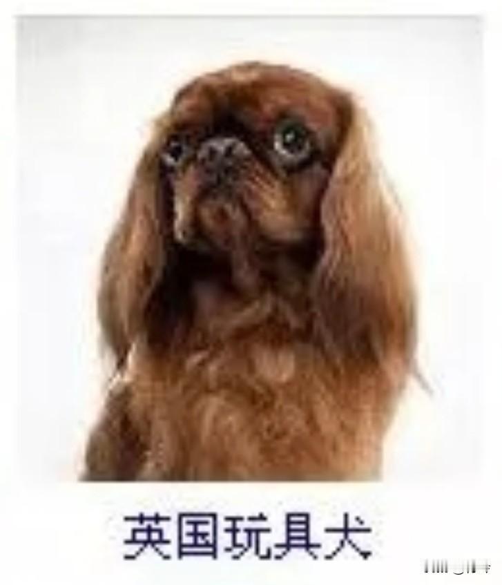 菩萨蛮29·英国玩具犬
       茸毛暖作金霞缎，垂耳似裁春柳软。眸若浸琉璃