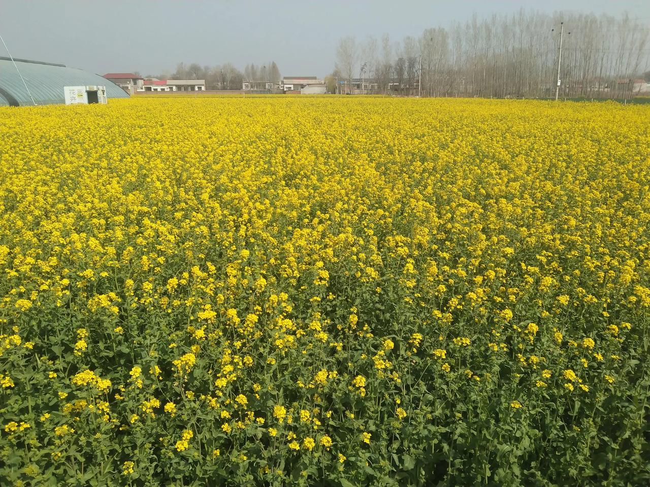 大家猜猜这是什么？