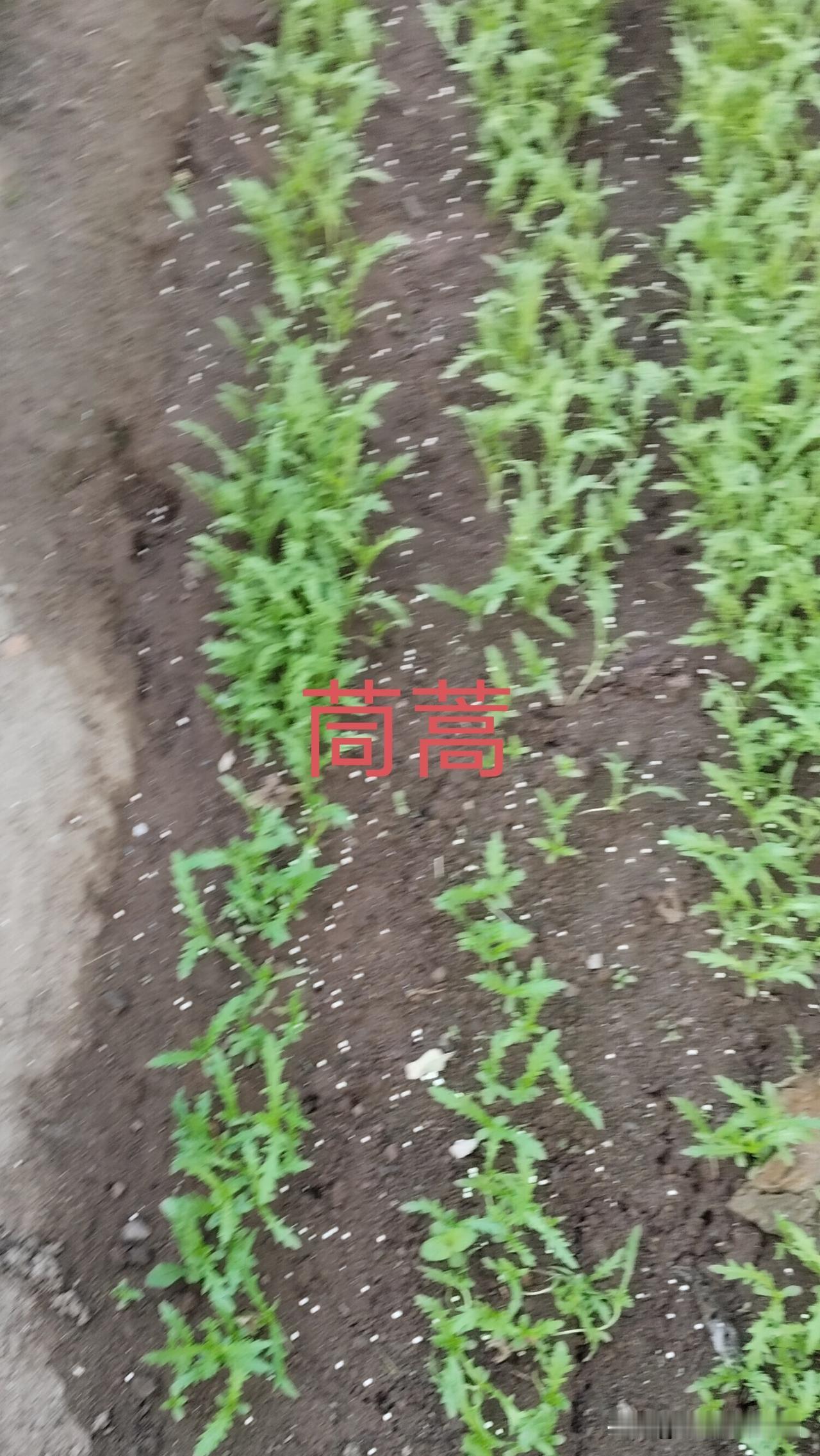 我的十月关键词:耕耘，秋收、秋种、安稳。
金秋十月是收获的季节，春天亲手种下的玉