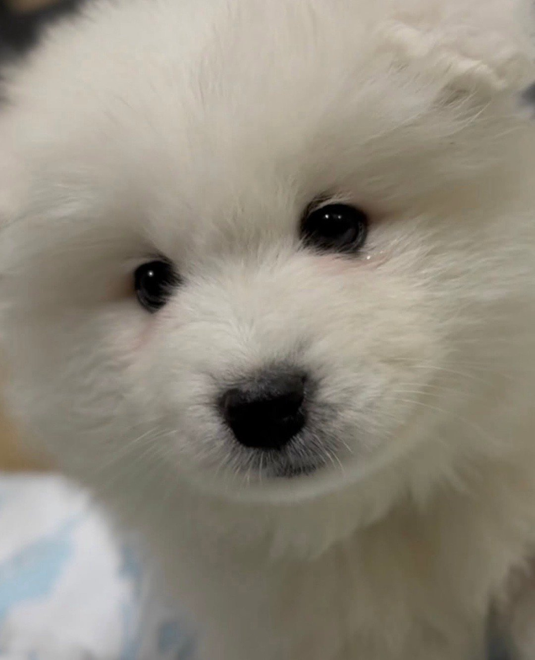 完美的侧颜，清澈的眼神，毛茸茸的额头，耶耶全都有 