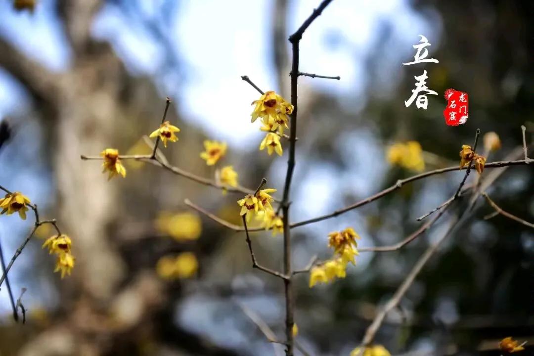 《 立春 》

微风渐暖踏轻尘，
岸柳舒枝欲染新。
冷月霜凝思有待，
山河已是立