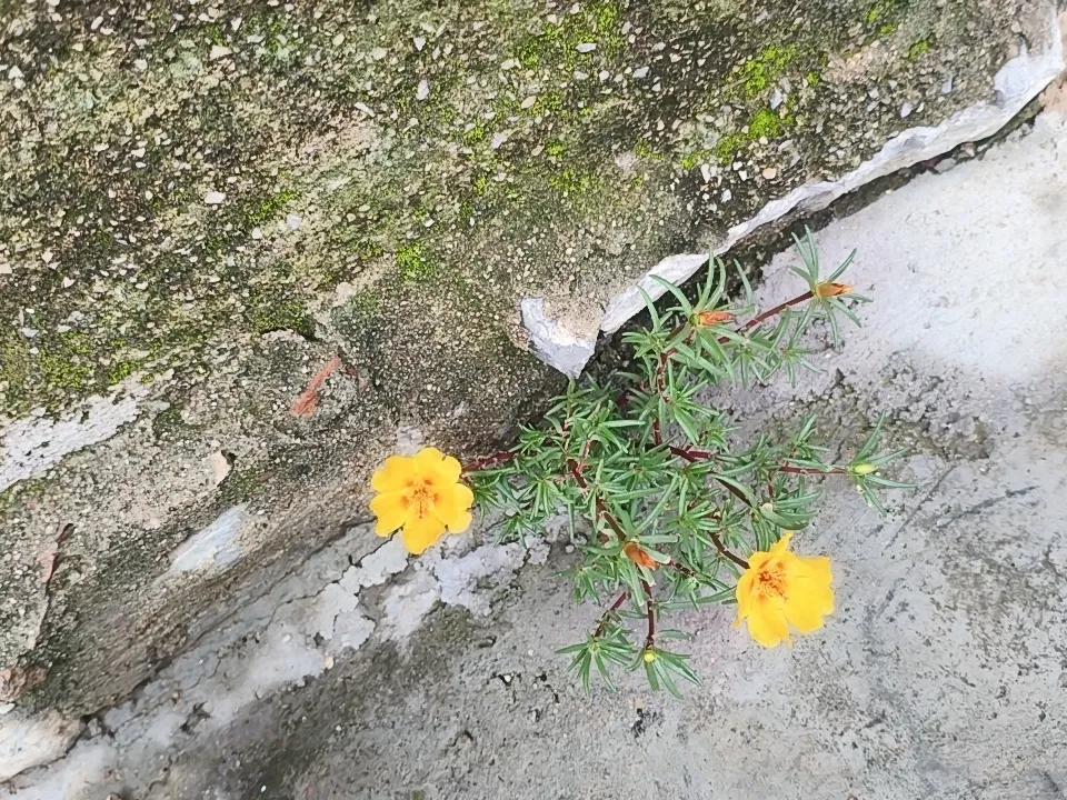 这是老家厨房门旁边自己长出来的一朵长寿花。没有刻意的管理，照样开得自信、鲜艳！