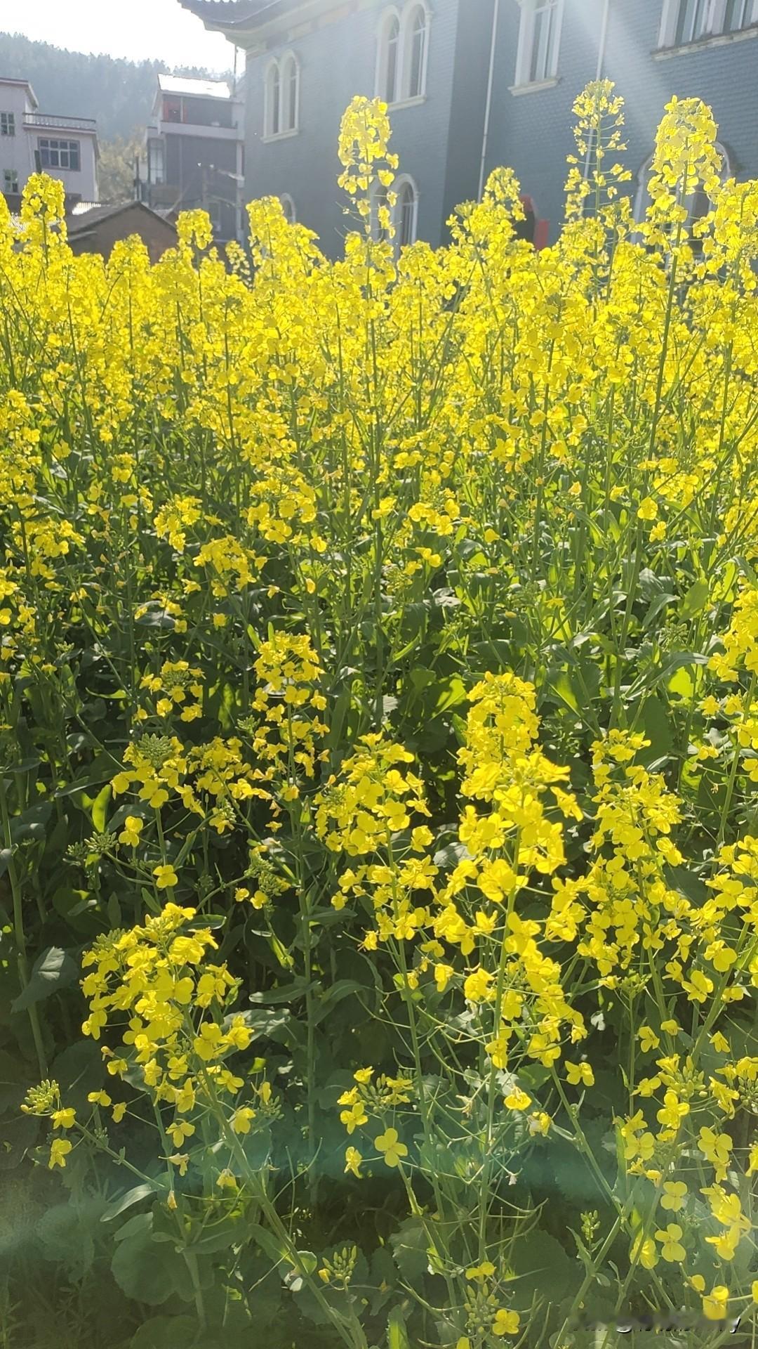 分享一张你拍的油菜花春天里美丽的话，我喜欢这样的花，各位网友们，你们那里有买