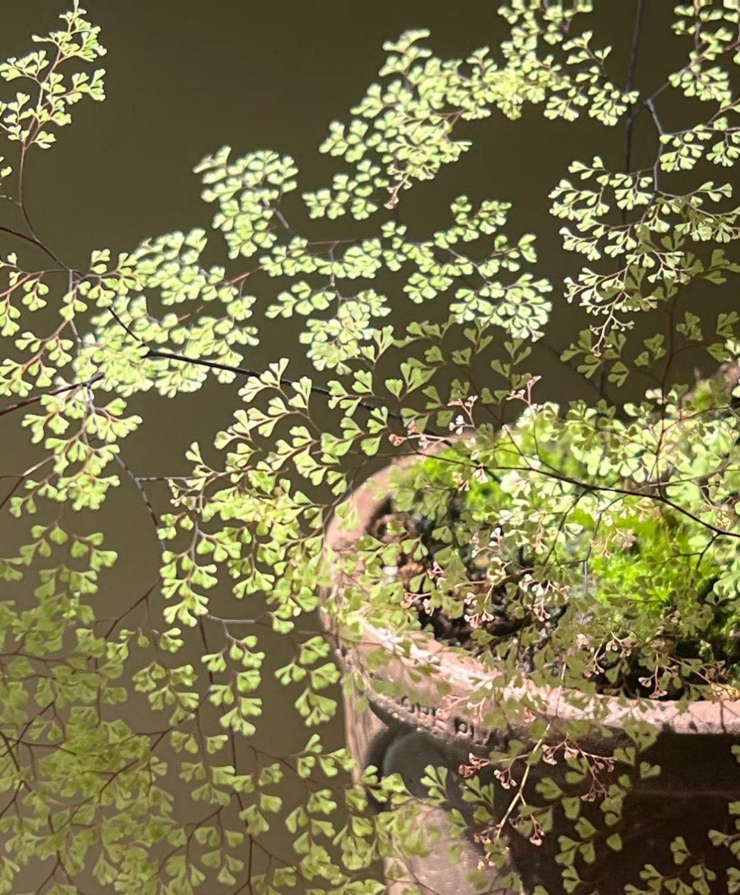 春日的阳光像细密的喷泉，很有雾雨霏霏的朦胧氛围 