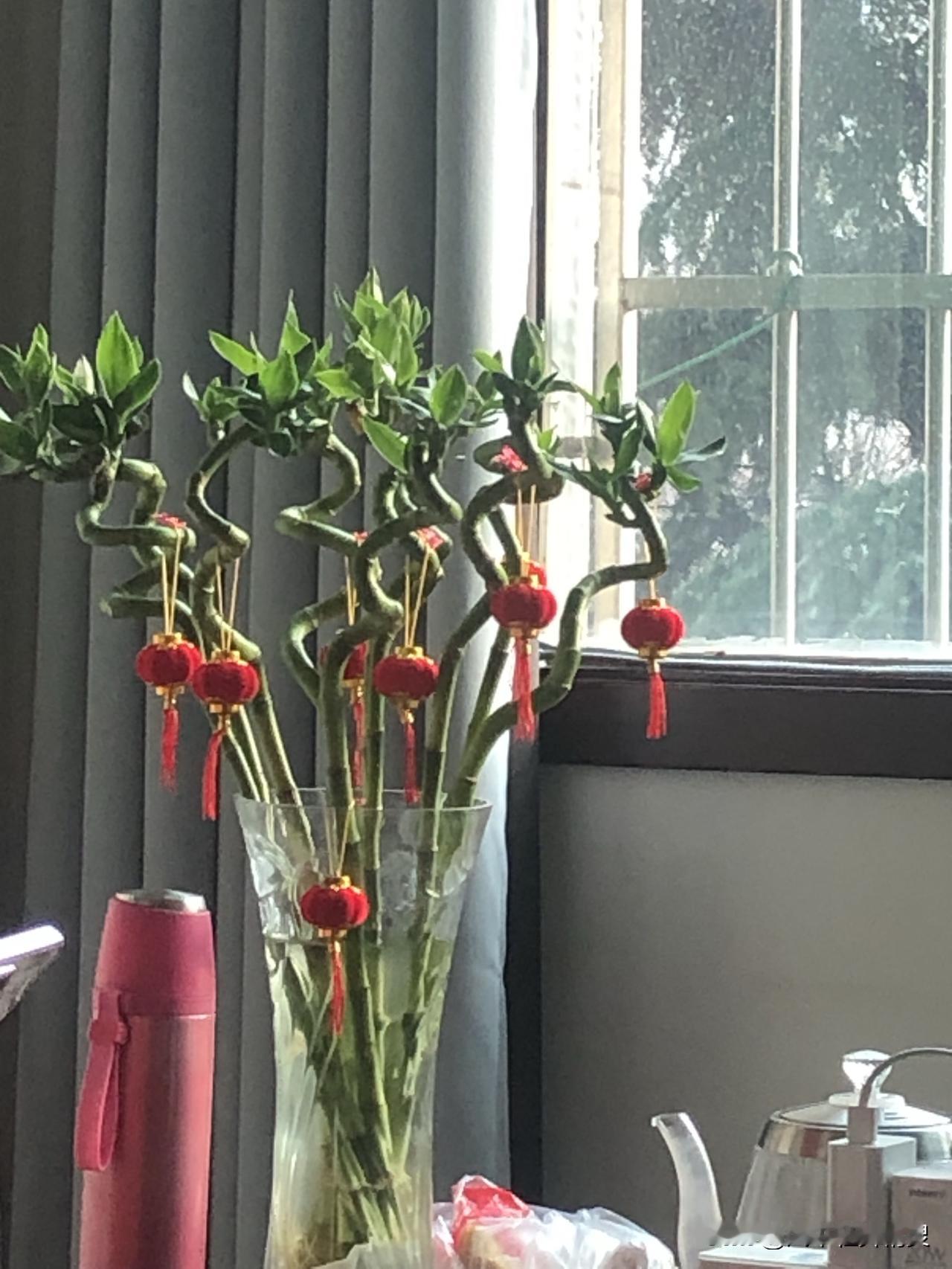 今儿上午阳光正好，晒到窗边那盆转运竹上，瞅着就贼舒心！你看它那弯弯绕绕的枝干，长