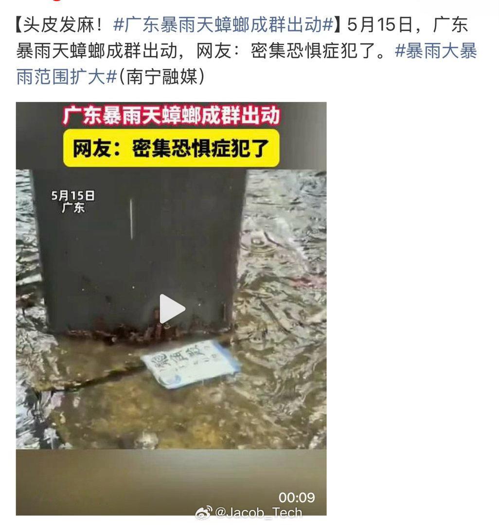 广东暴雨天蟑螂成群出动哇…我的天我一个广东人都觉得好离谱