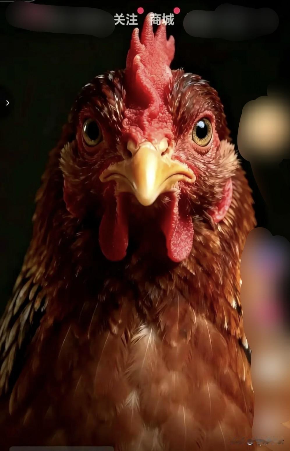 雄鸡一唱千下白，
伏雌‌打鸣乱宇寰。
乾坤重启龙兴复，
诸神归位添新采。