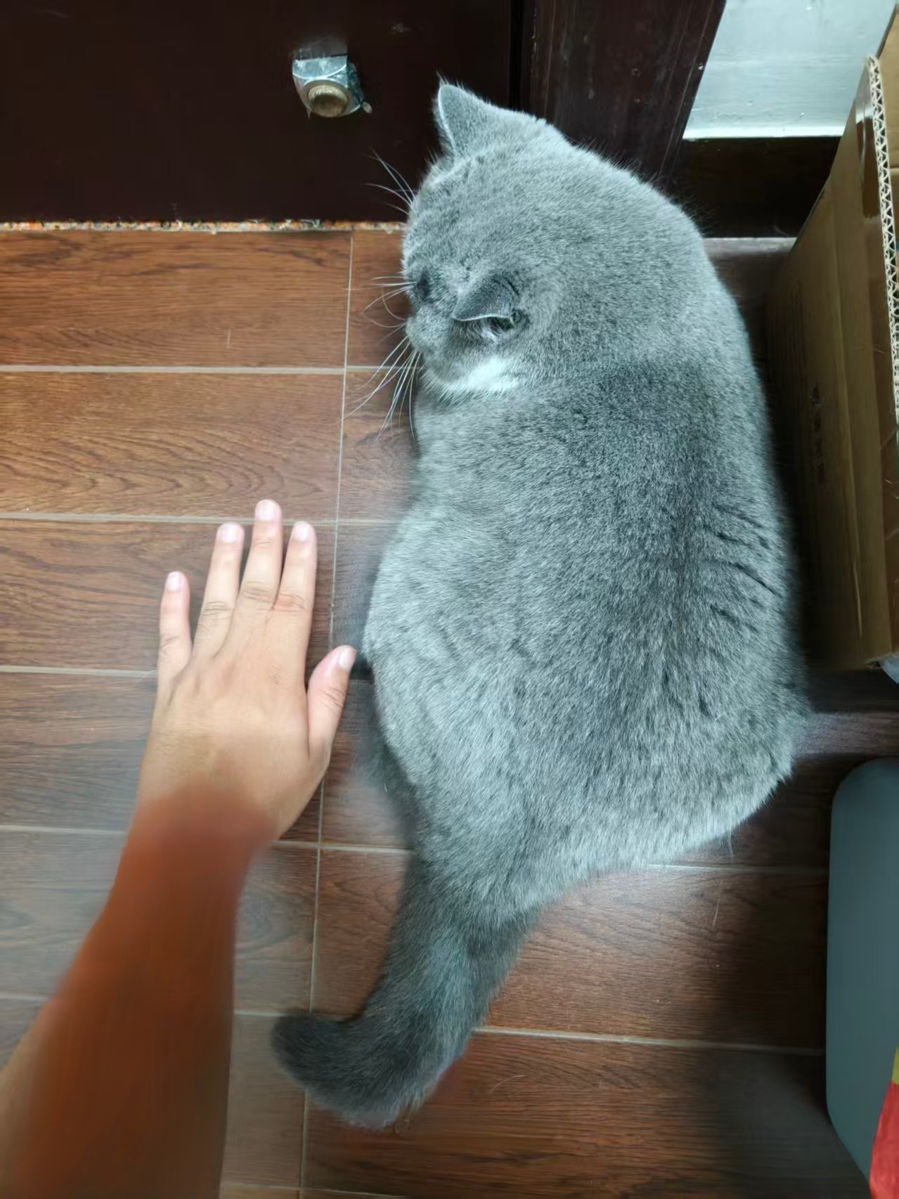 这只波斯猫被养的好肥呀 