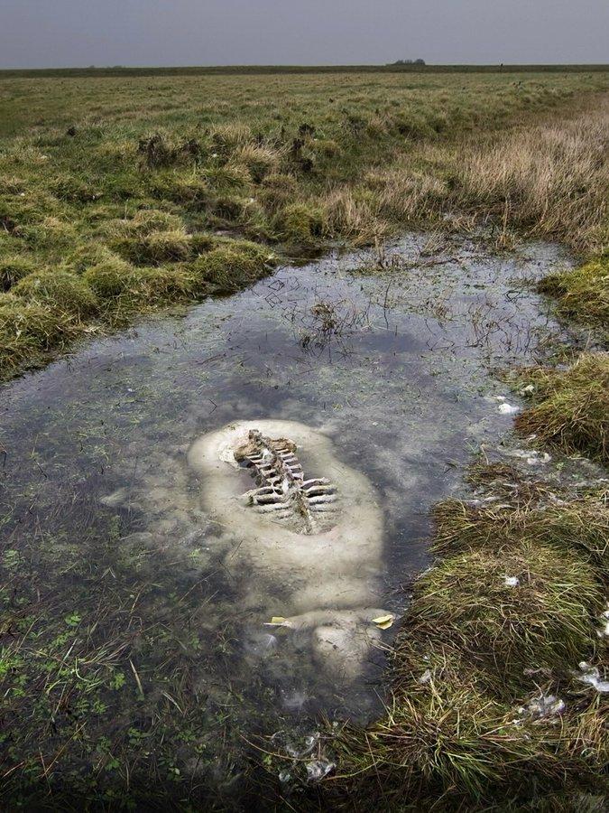 巨羊观。一只羊在沼泽中淹死了。鸟把水面上的都吃光了，但水下的部分却完好无损。