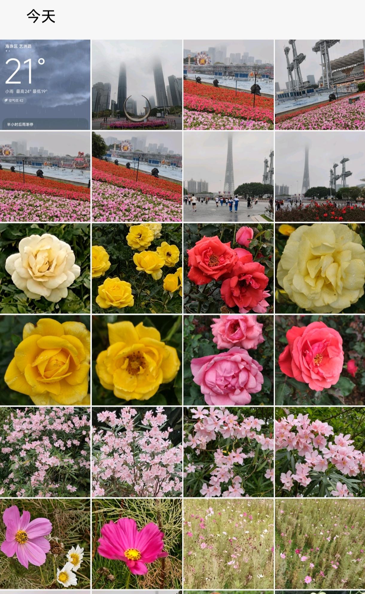 今天烟雨蒙蒙，消失不见的广州塔顶，花城广场的花很漂亮啊！天气不好，不冷不热