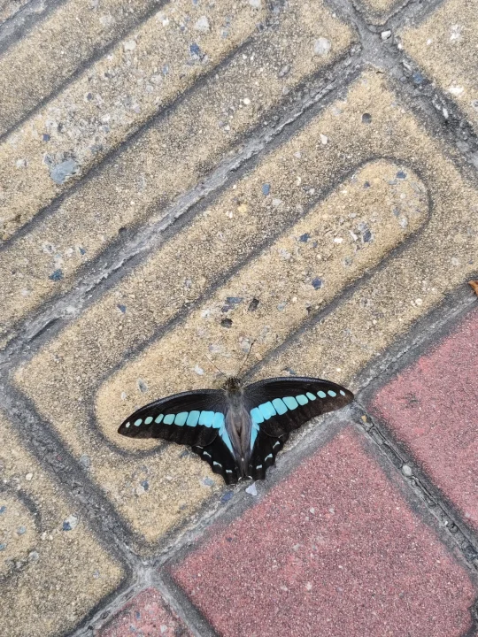 蝴蝶🦋都热🥵shi了