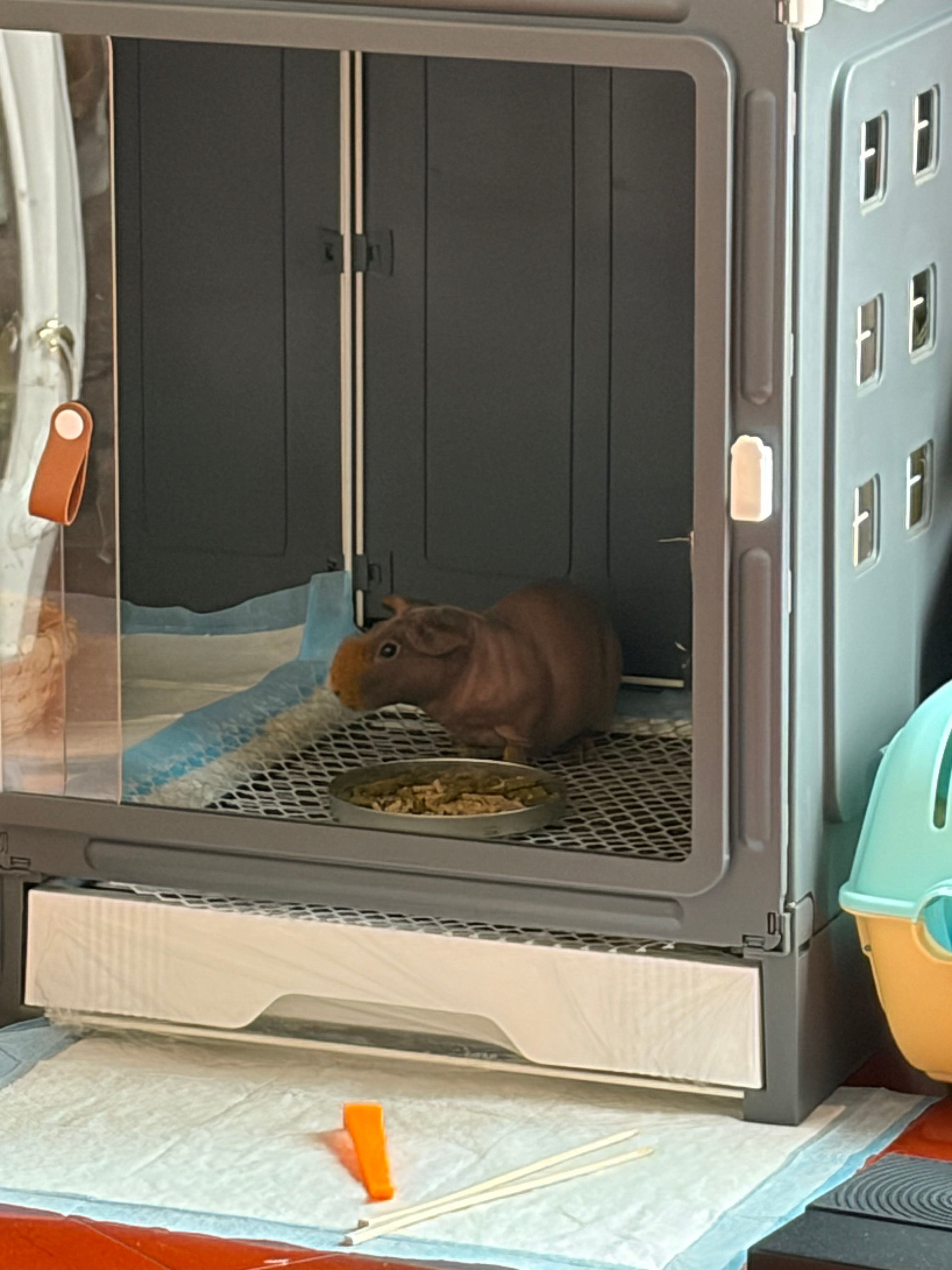 感觉他吃肿了，快炸了