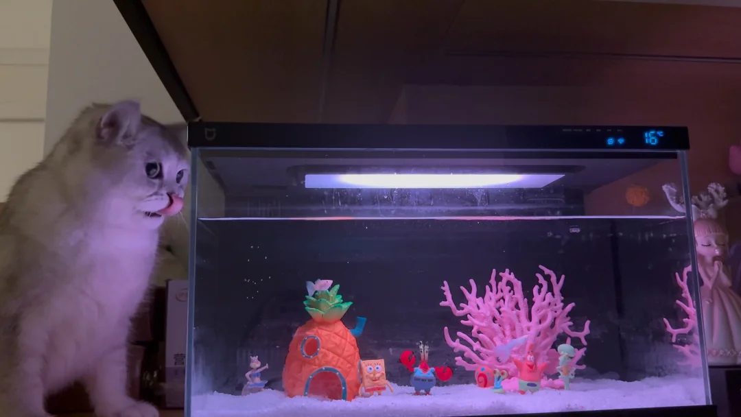 鱼缸前又多了只盯着发呆的喵🐱