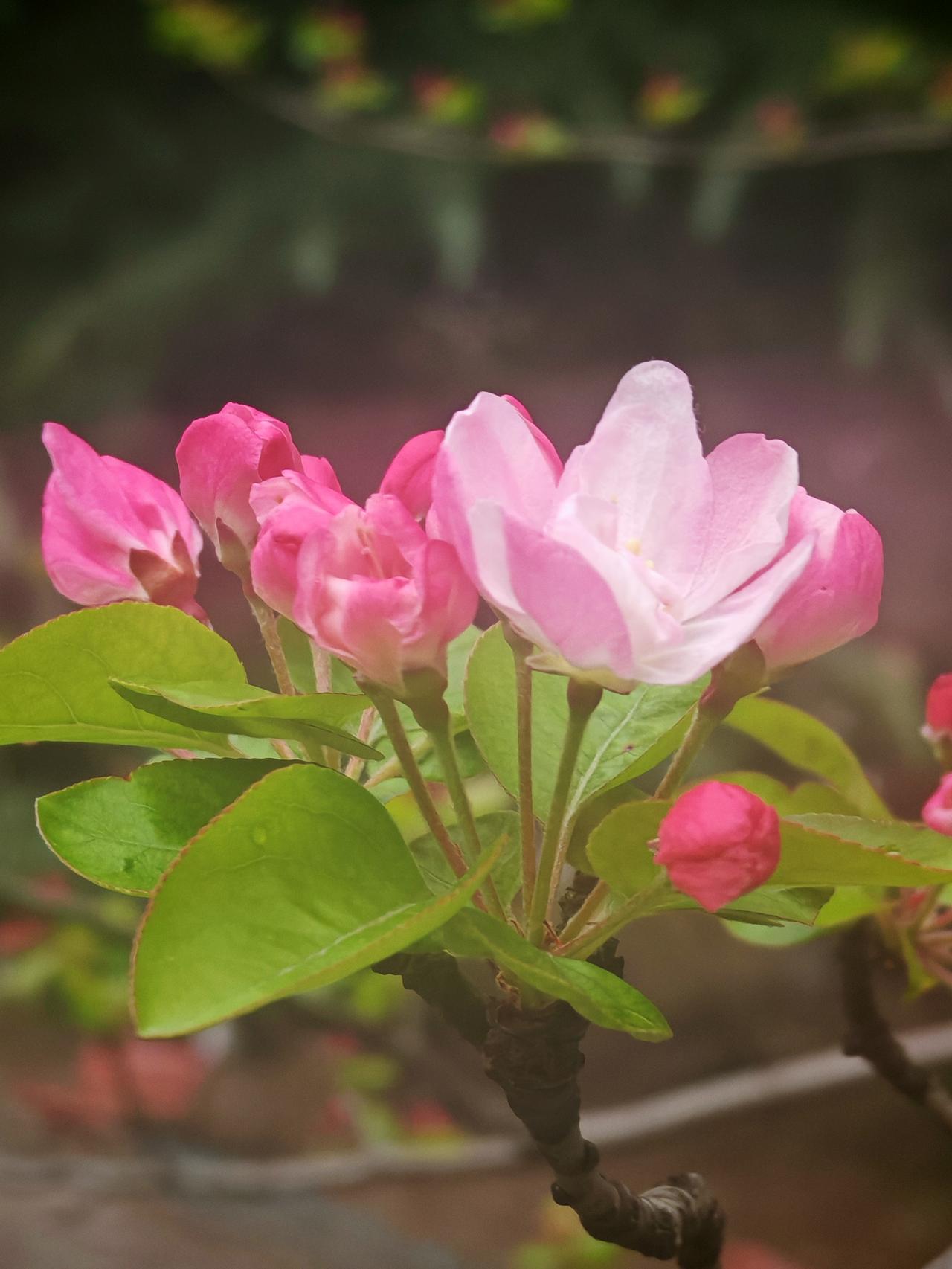 粉嫩的花朵，生机盎然的春天，快来一起感受大自然的美好吧！🌸🌸🌸