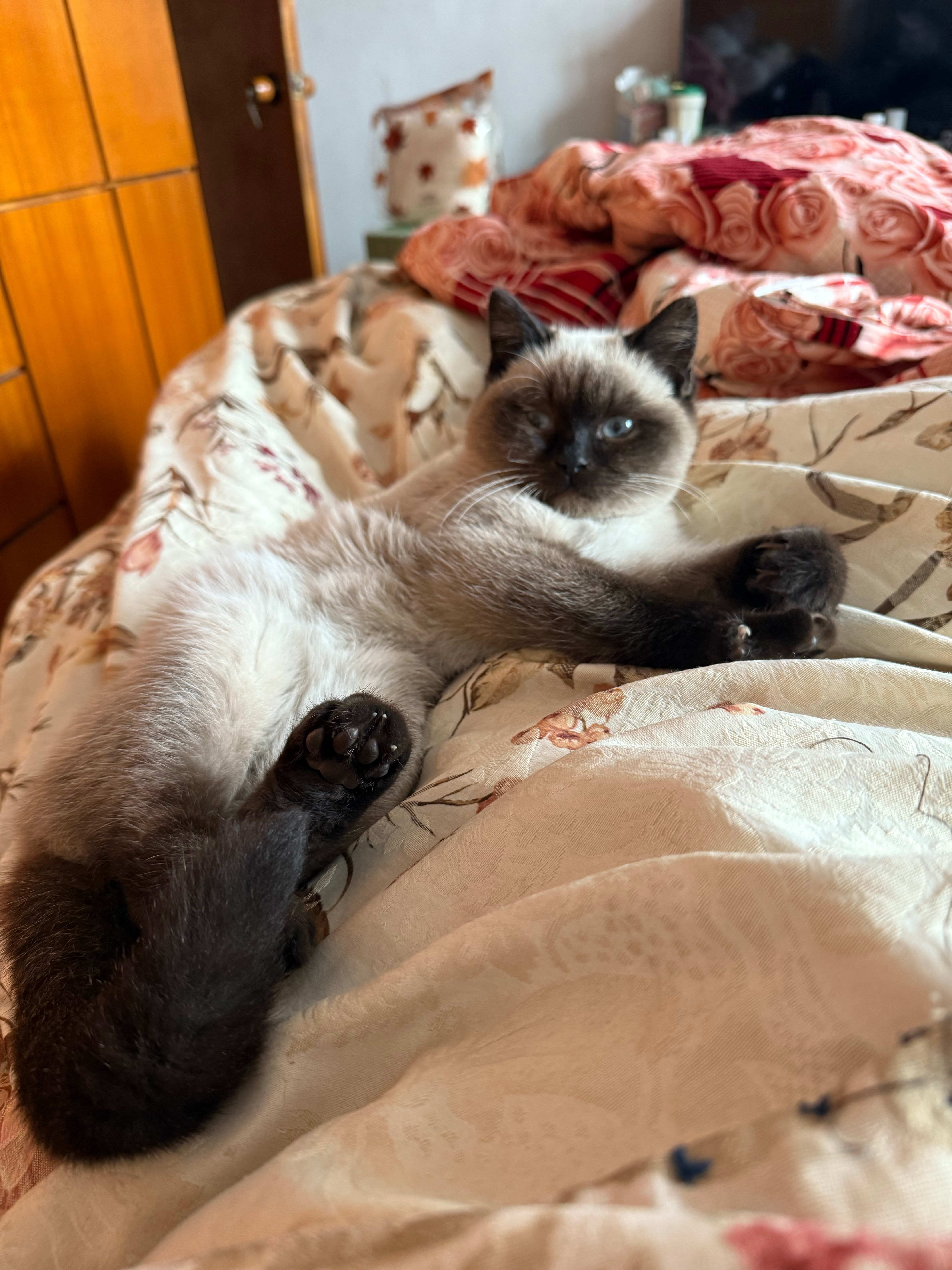 可舒服了一天天 