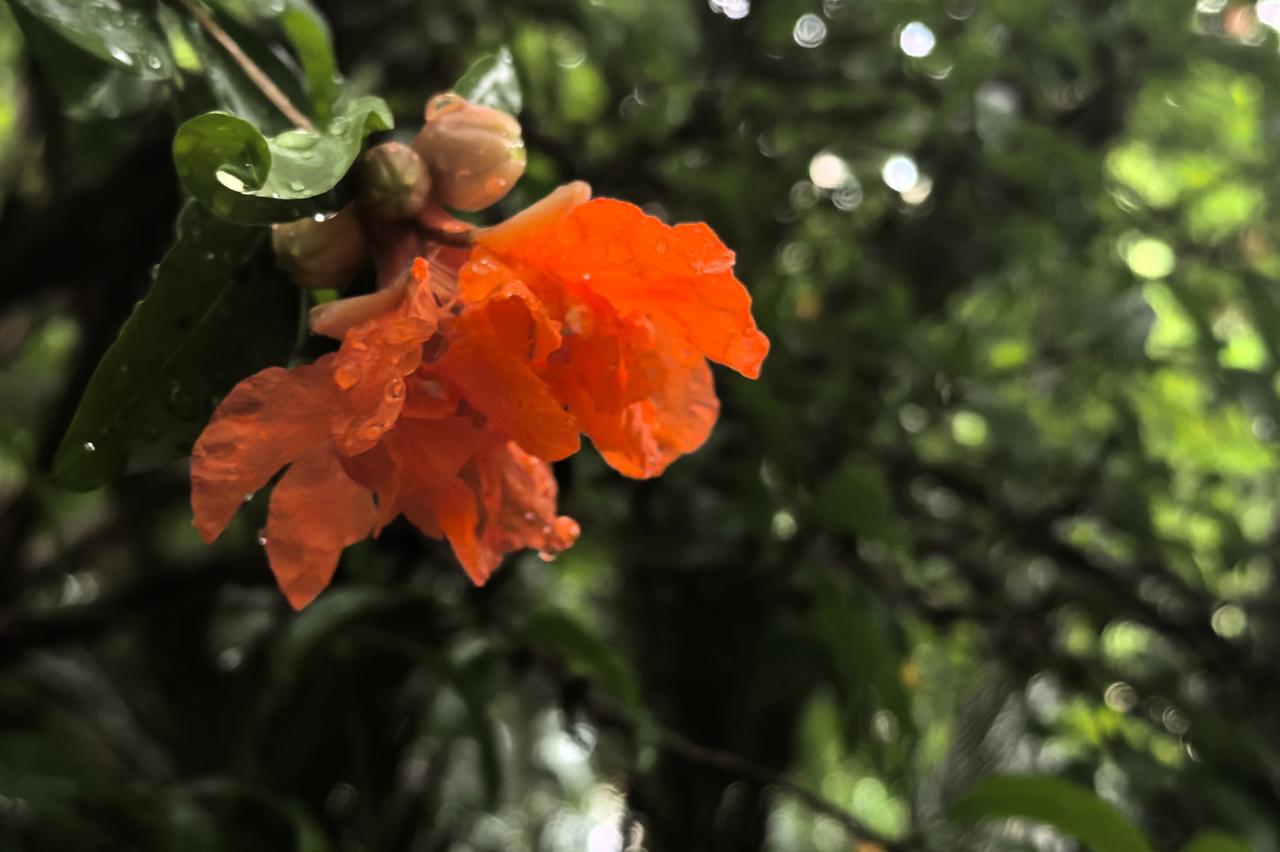 初夏的石榴花（二）