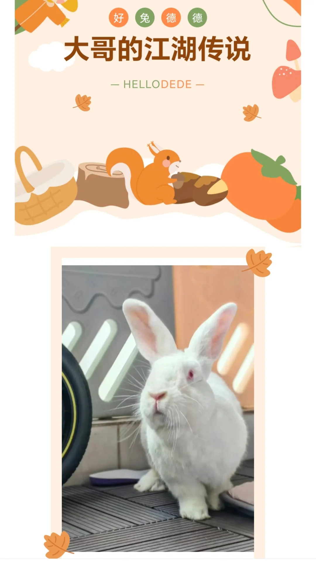 德德🐰一只“社会兔”的成长日记