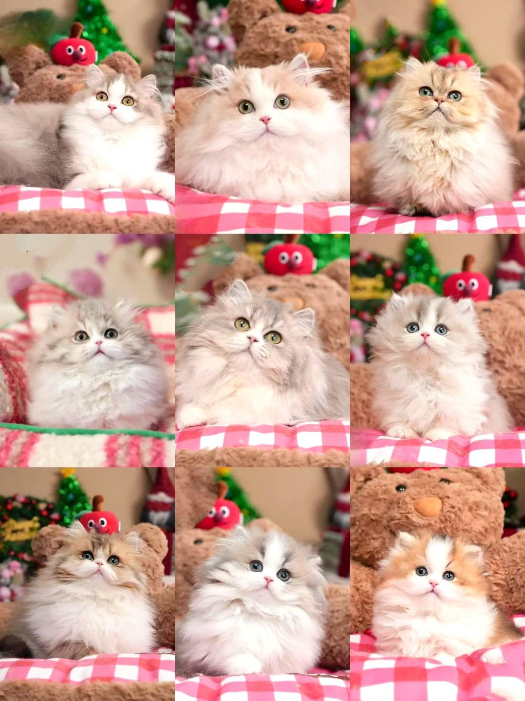 新年蹲新家！💎三花米努特猫多少钱一只？金加白、银白、纯黑、乳色、乳白...