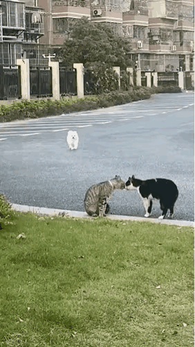 两只猫正在秀恩爱，一只小狗来捣乱，看来动物界也有搅局的呦！