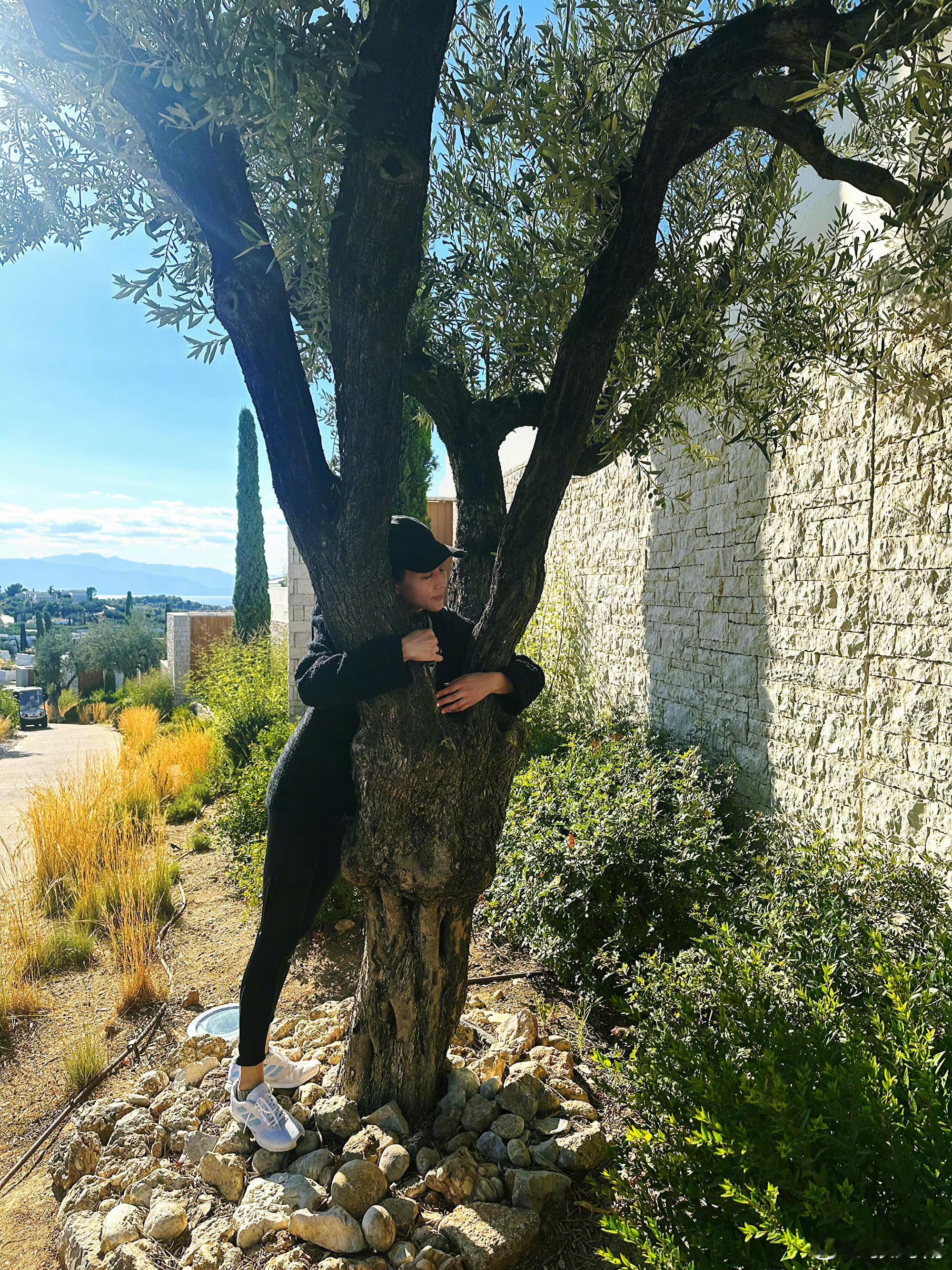 ​张钧甯真的有好好在生活张钧甯抱树了 张钧甯抱树好深情啊！！！！张钧甯[超话] 