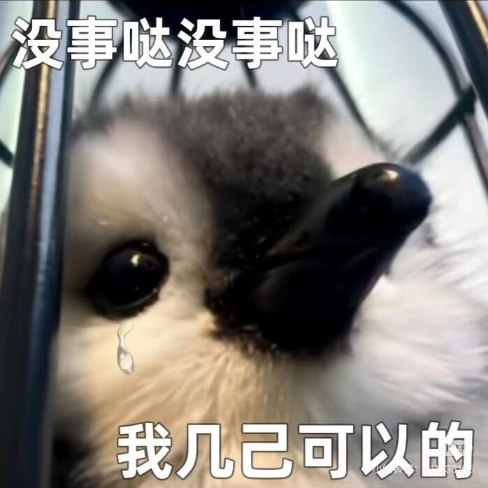 企鹅表情包 