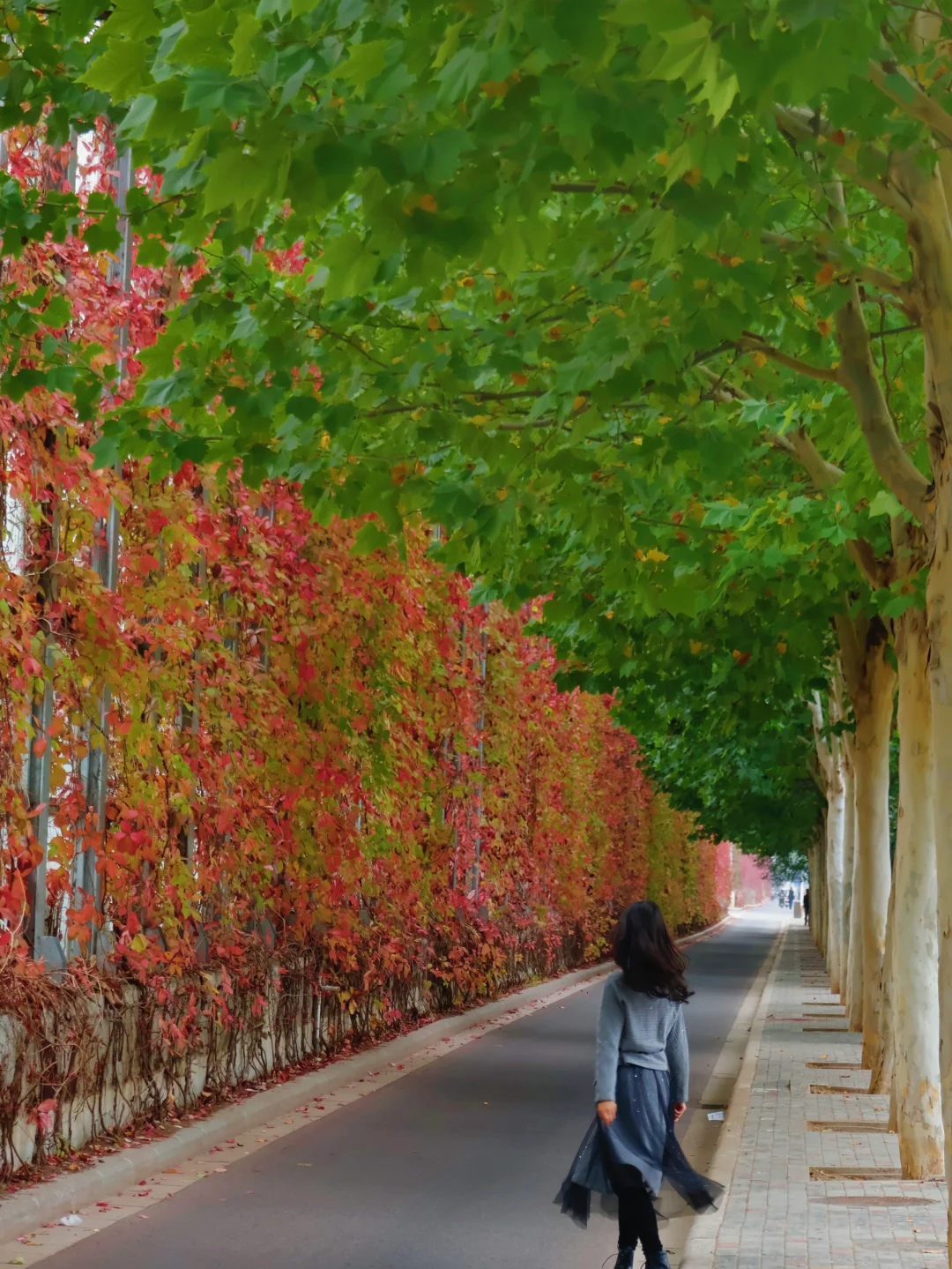 10.17实况❤️大胆预测将成为北京的秋天顶流