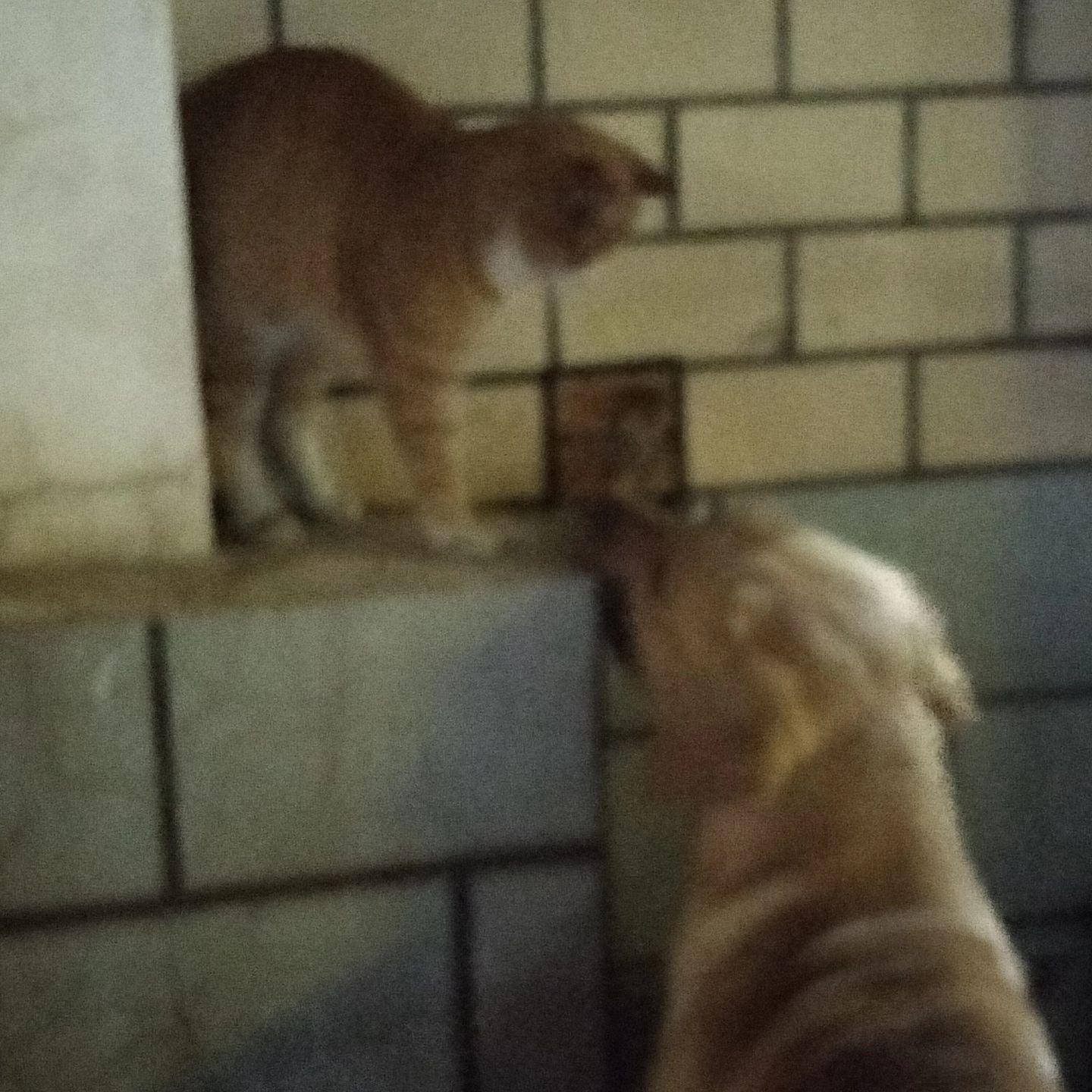 橘猫 小猫咪也会有心事吗 猫🐱 狗狗