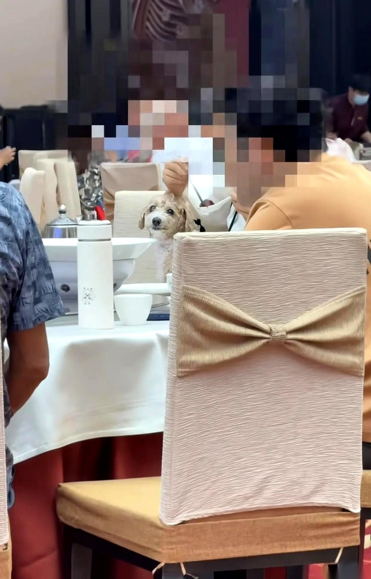 “吧嗒吧嗒。”在佛山一家号称“全球最大”的粤菜海鲜酒楼里，一只宠物狗正趴在女主人