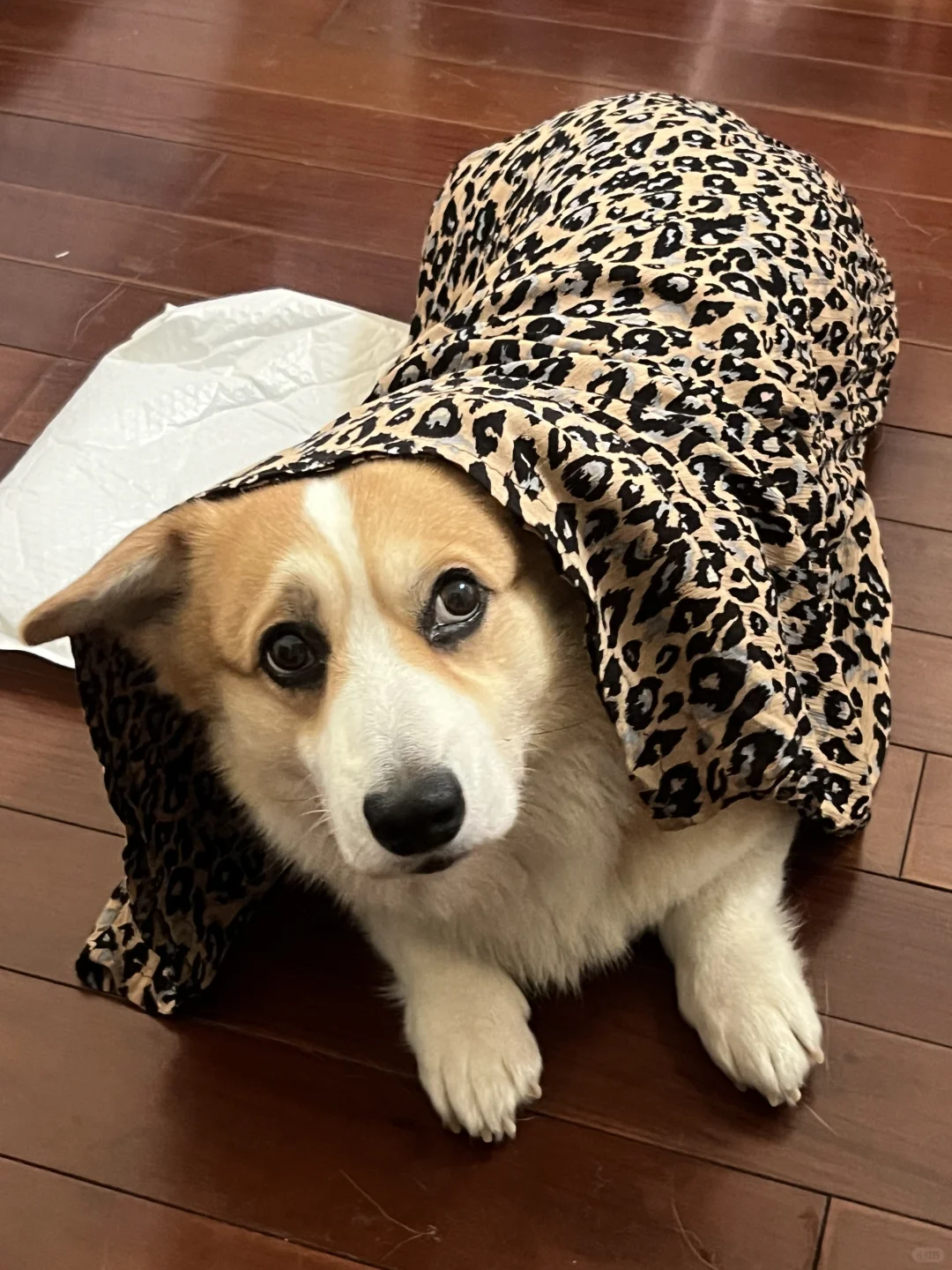 豹纹是我的保护色