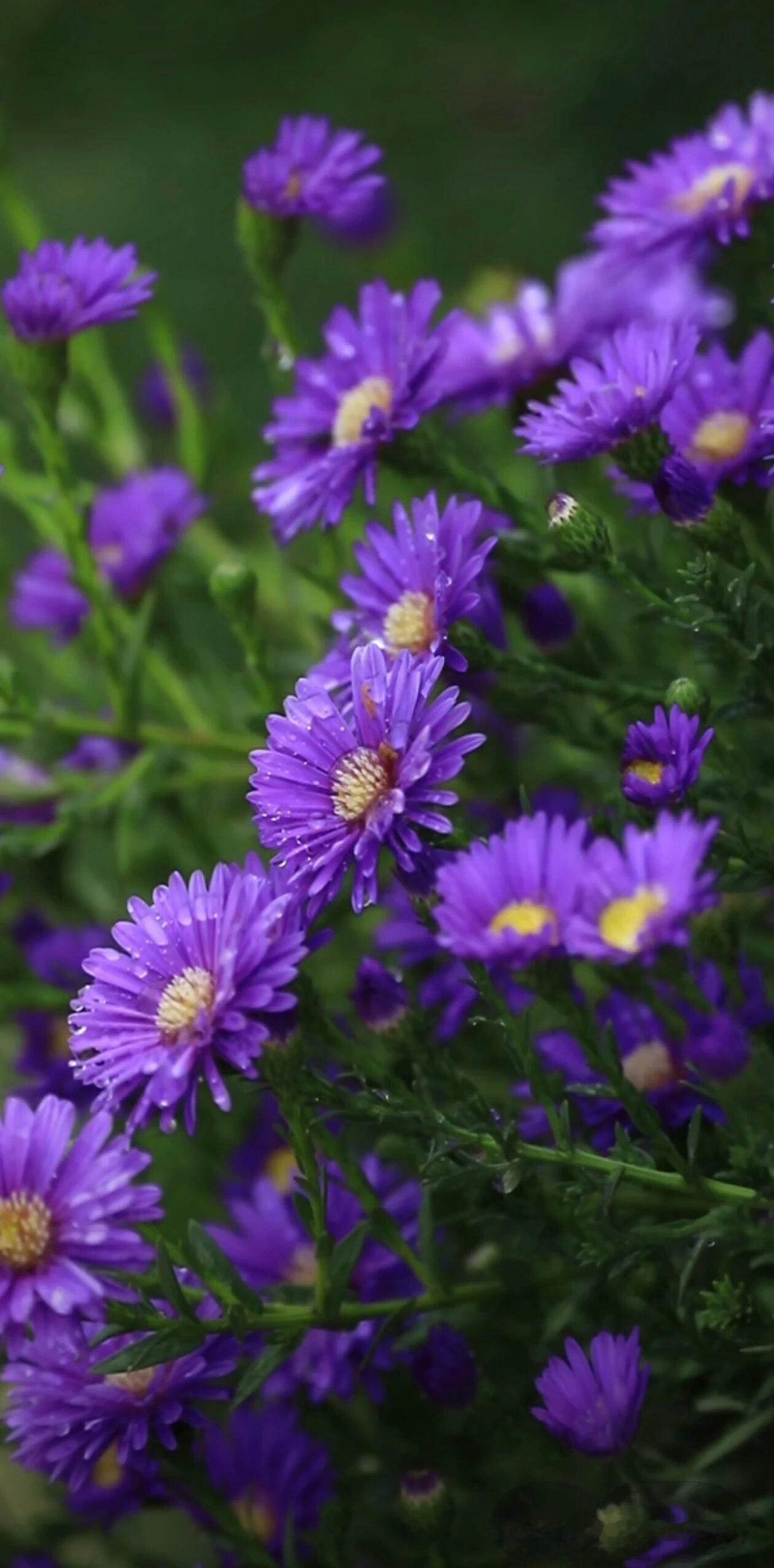 哪一种爱可以平淡而隽永?是褪去热烈与冲动后，依然愿意把彼此放进日常三餐、四季晨昏