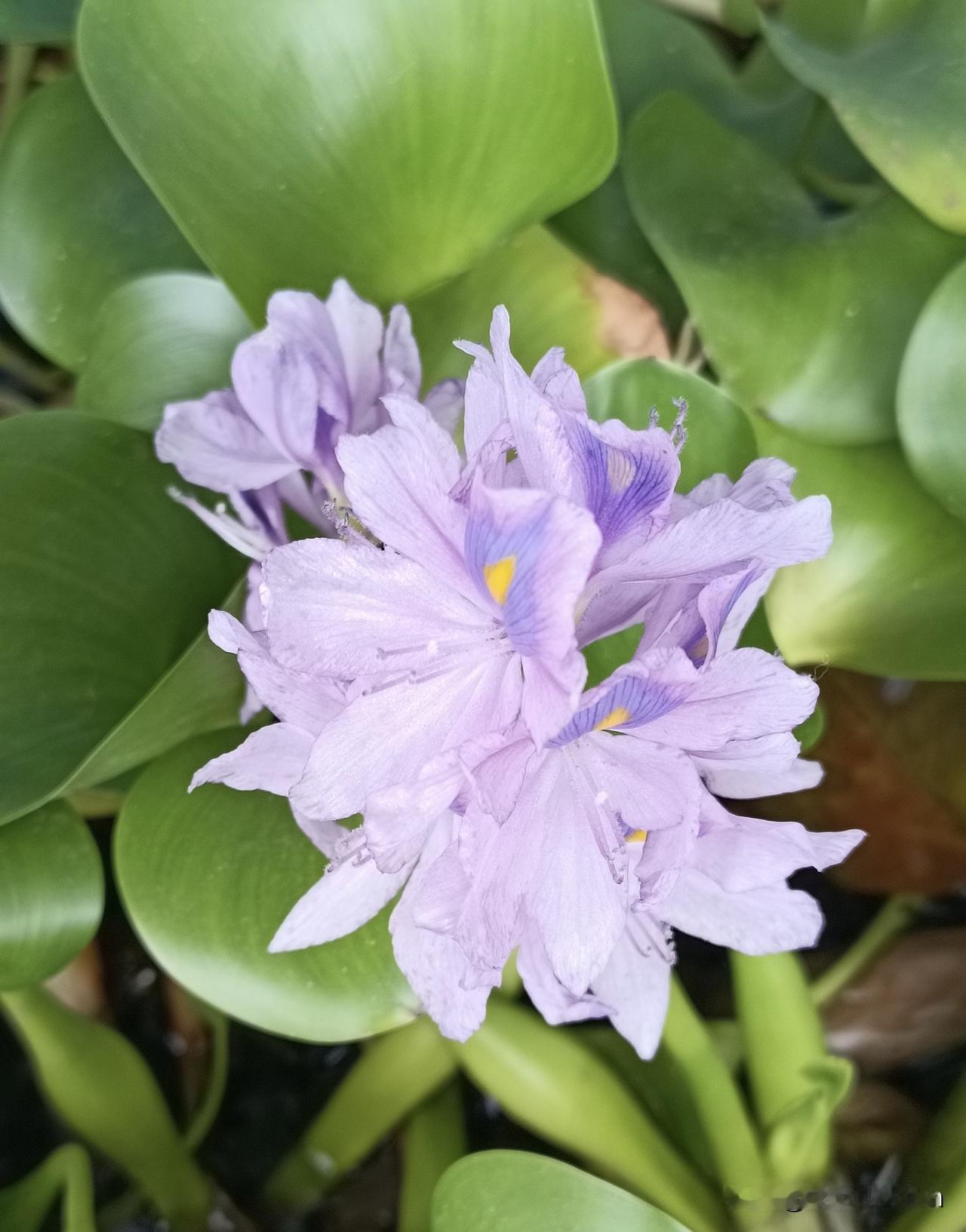 这种花不多见
——凤眼莲
凤眼莲，别名‌：凤眼蓝、水浮莲、水葫芦，雨久花科梭鱼草