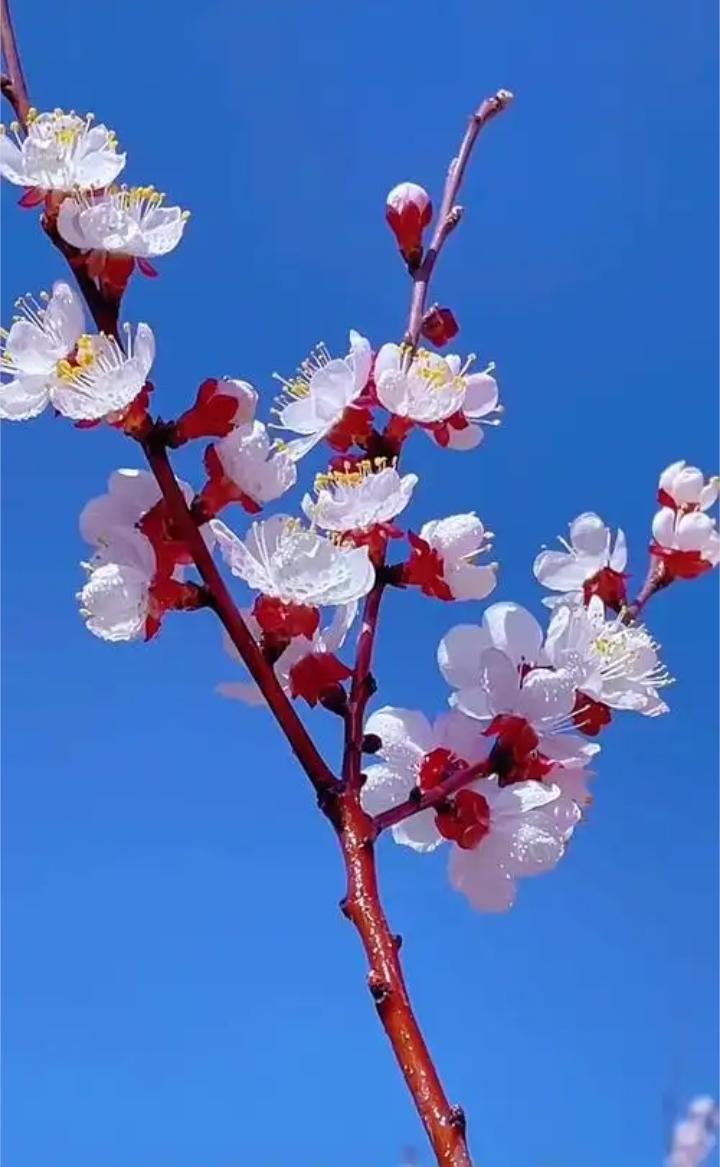 红杏出墙着实骚
春心荡漾似蛇妖
花儿本性风流种
——？

上联：红杏出墙探；
上