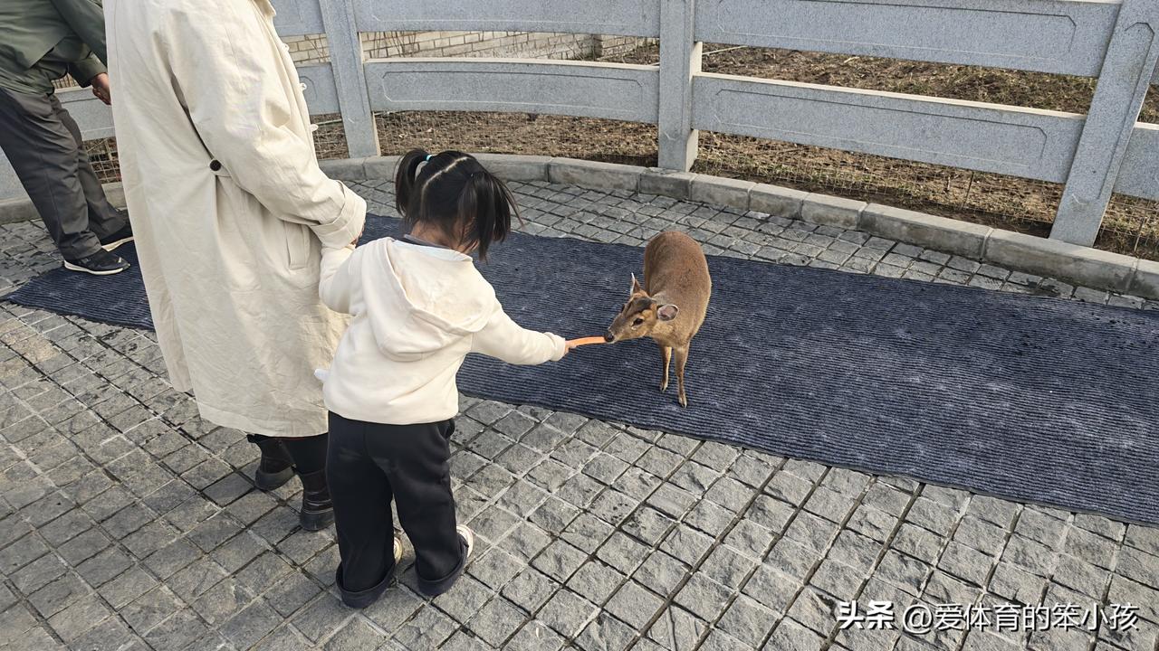 集卡领红包春天来了，万物复苏，不过春天里最美的景色还是人与自然和谐相处的那份融洽