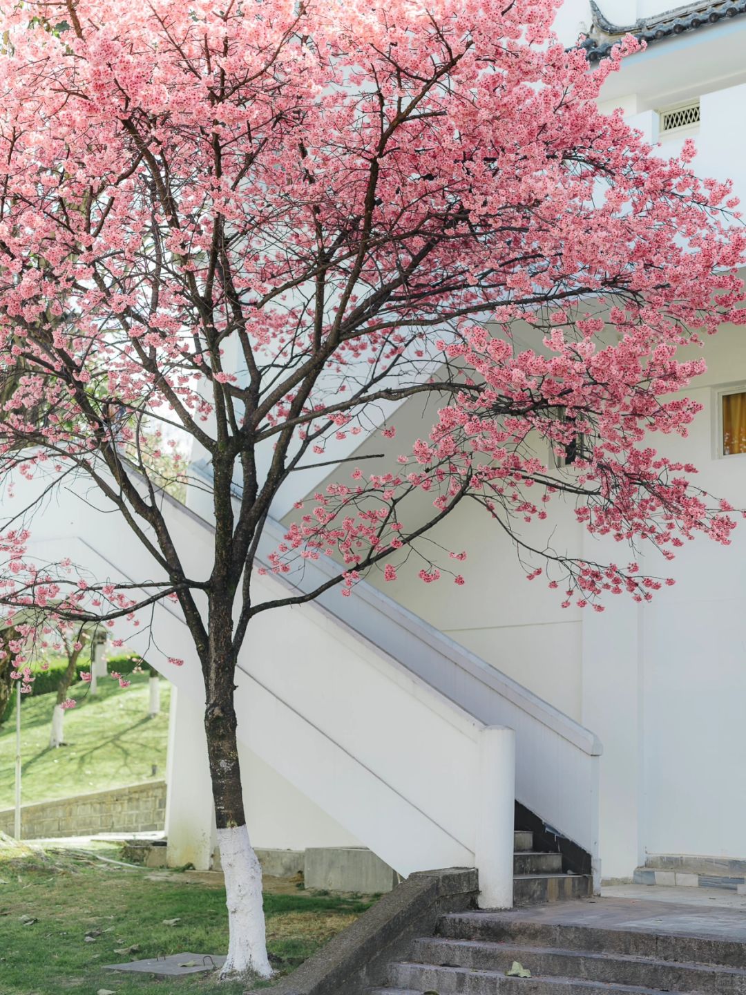 今年大理大学樱花又美出了新高度！🌸