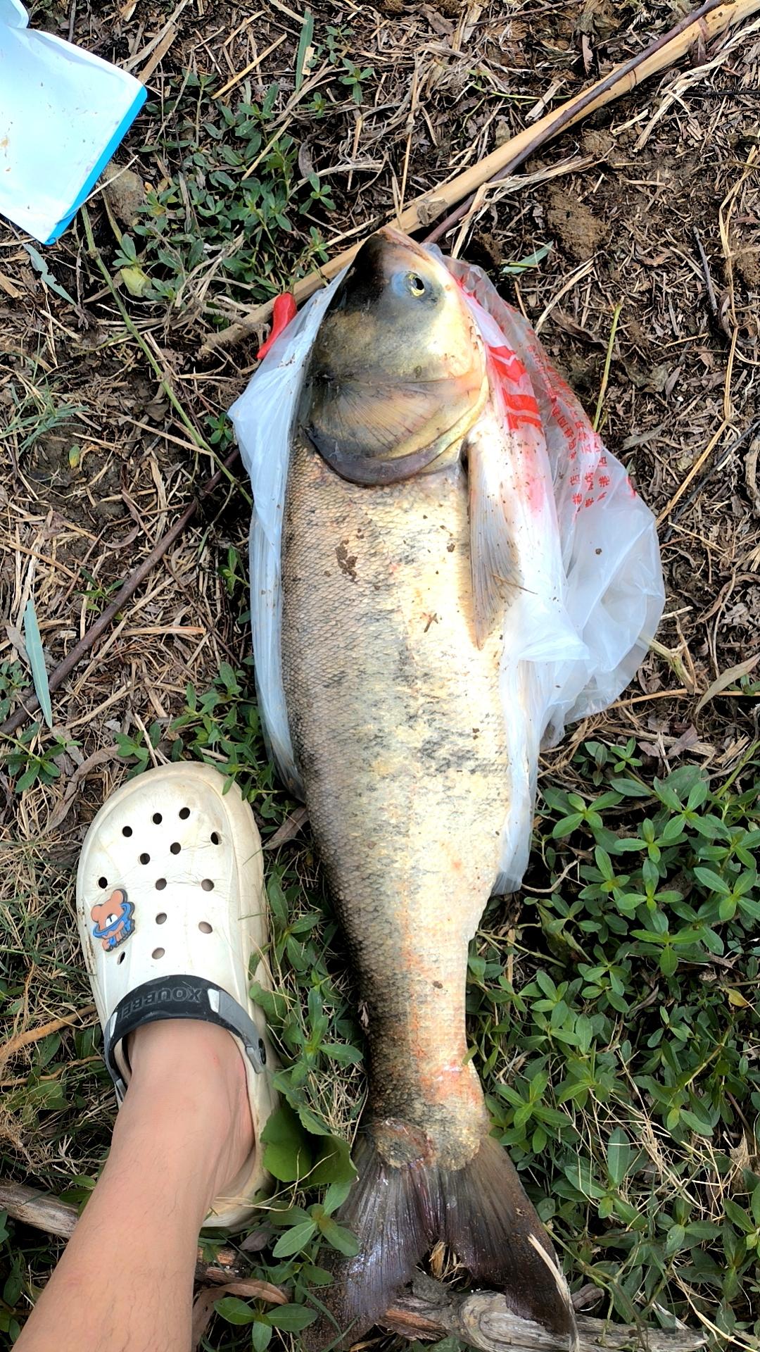 为什么鱼知道玉米是可以吃的？

就这么说吧，鱼才不知道呢，鱼是什么都往嘴里炫，不