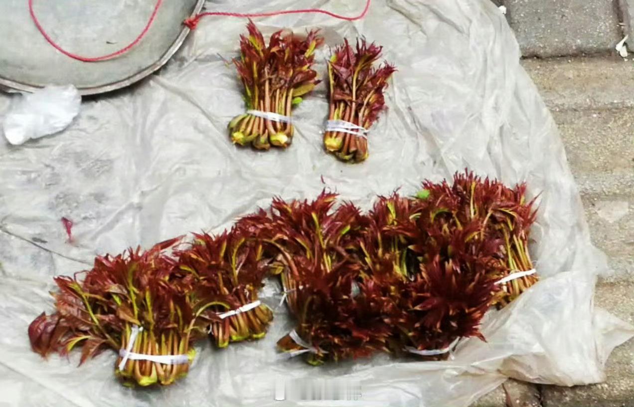 生活点滴【香椿与臭椿的区别】春日枝头，椿芽鲜嫩，香椿是餐桌上备受青睐的时令美味，