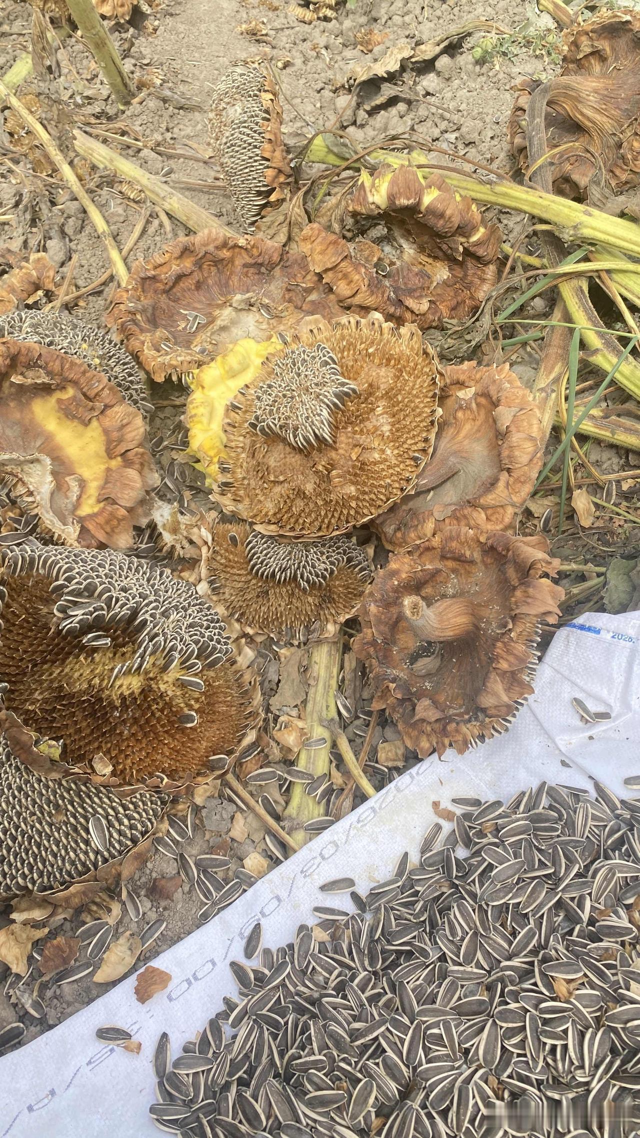 从九道湾开车到葛家沟特别近，路边很多地都在秋收葵花。

看到打葵花的机子轰隆隆的