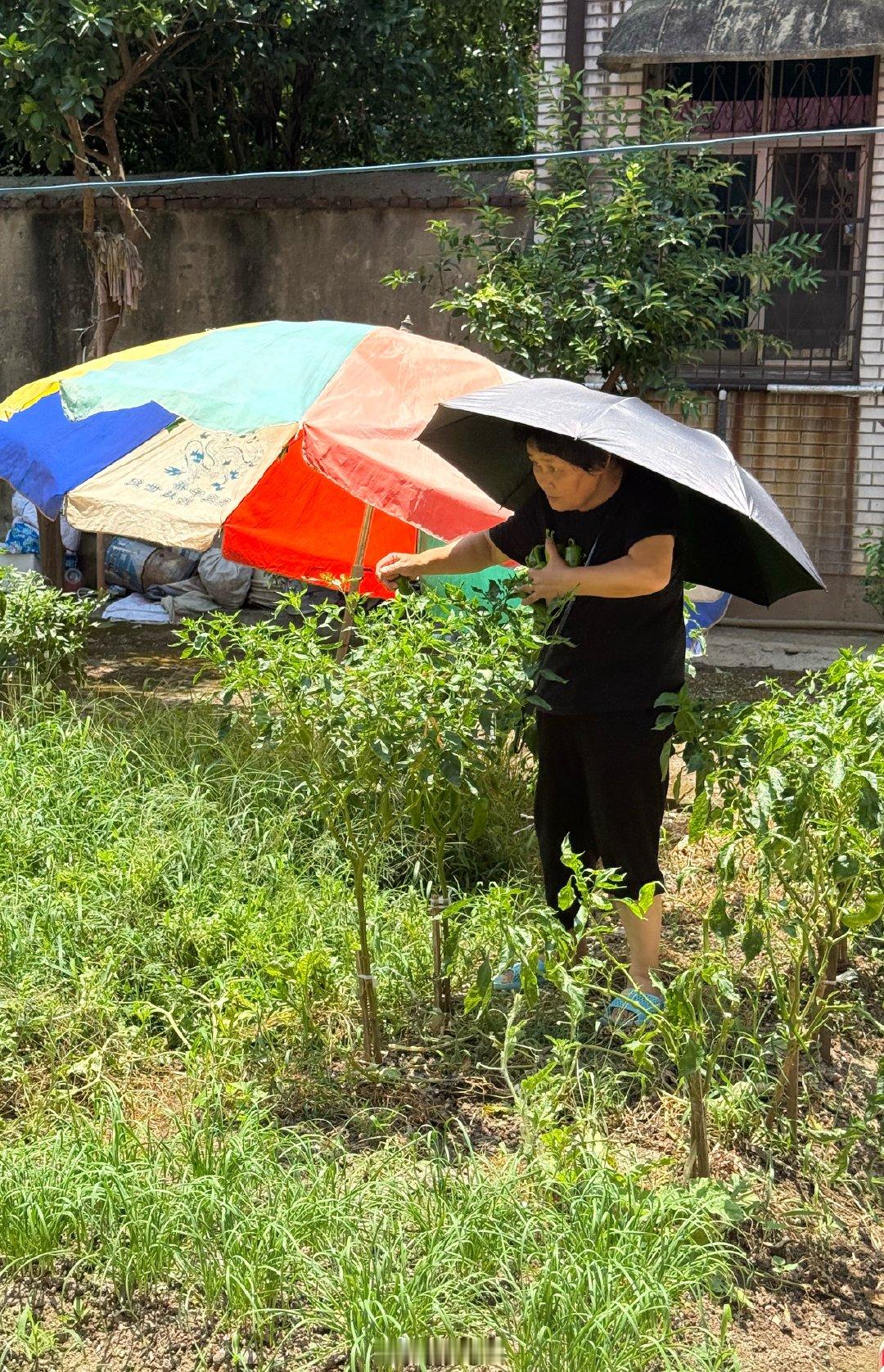 我妈又在给我打包蔬菜瓜果～ 